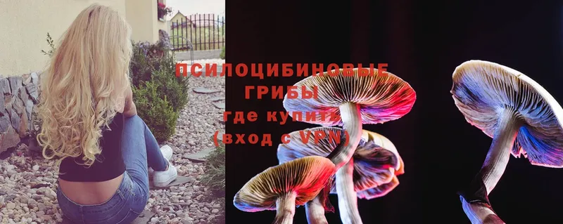 купить   Дубна  Галлюциногенные грибы Psilocybine cubensis 